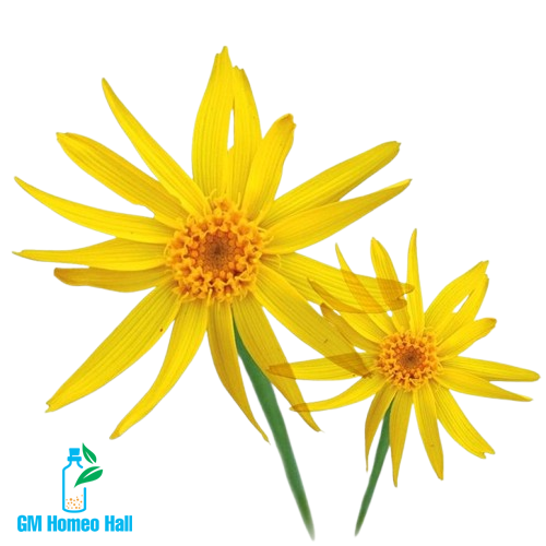 Arnica